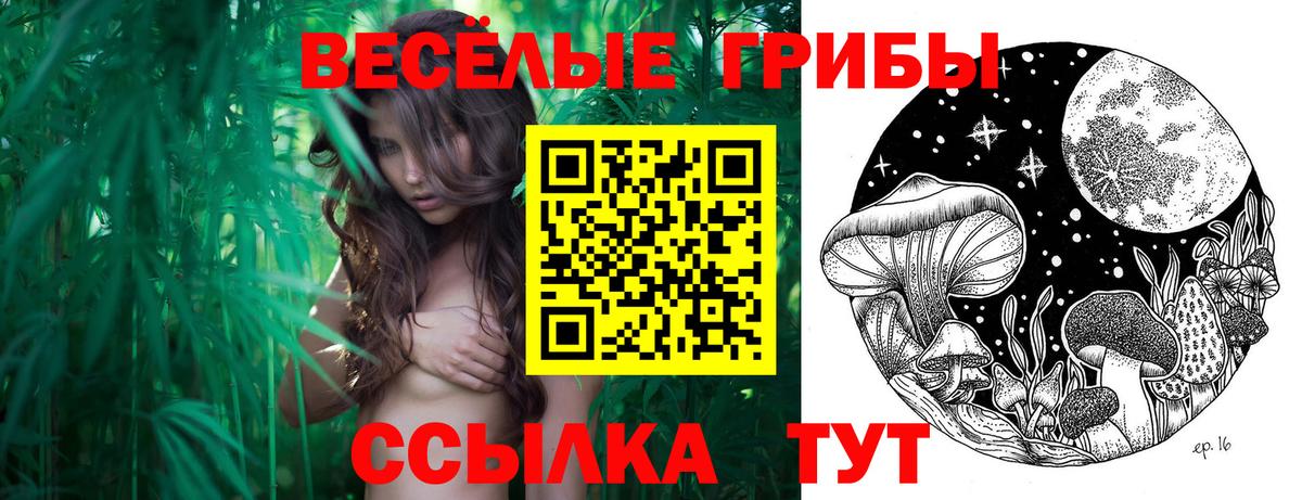 Псилоцибиновые грибы Psilocybe Отрадный